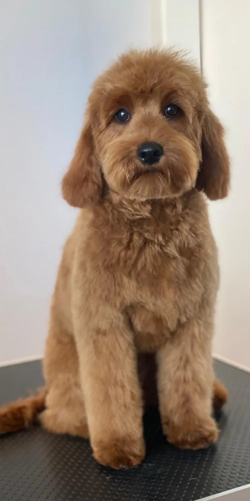 Cockapoo-Welpe nach dem ersten Coiffeur-Besuch