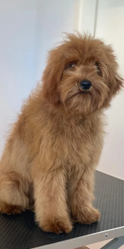 Cockapoo-Welpe mit lockigem Fell vor der Pflege