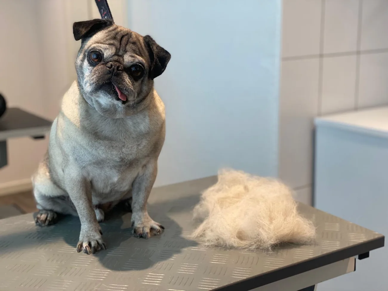 Ausgekämmte Unterwolle eines Mopses nach der Fellpflege im Hundesalon Fancy