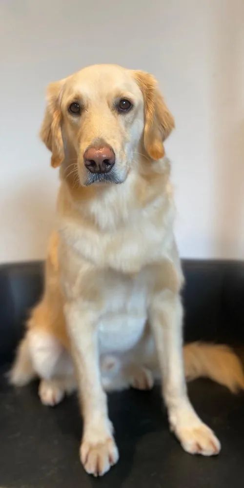 Golden Retriever nach Bad und Unterwollpflege