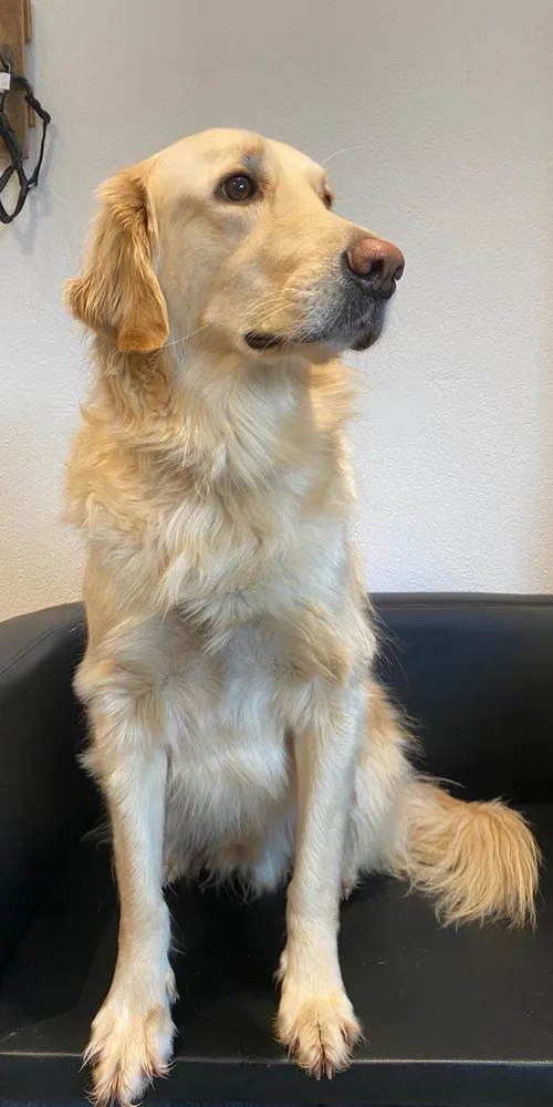 Golden Retriever vor der Fellpflege