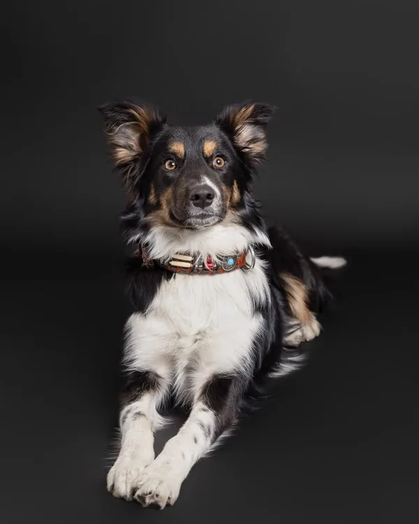 Destiny, dreifarbiger Hund von Hundesalon Fancy, liegt im Studio