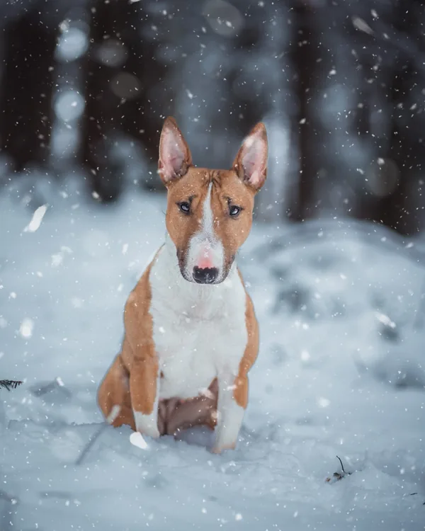 Piggy, Bullterrier von Hundesalon Fancy, sitzt im Schneetreiben