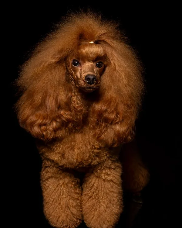 Uana, roter Pudel von Hundesalon Fancy, in Ausstellungsfrisur