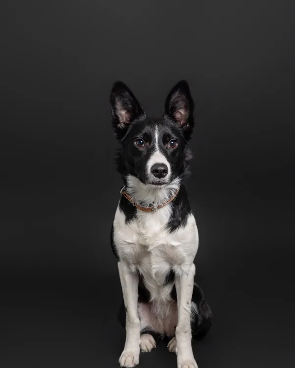 Rese, schwarz-weisser Hund von Hundesalon Fancy, sitzt im Studio