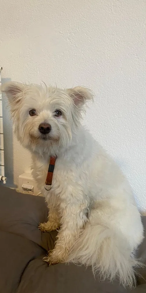 Malteser-Mischling mit verfilztem Fell vorher
