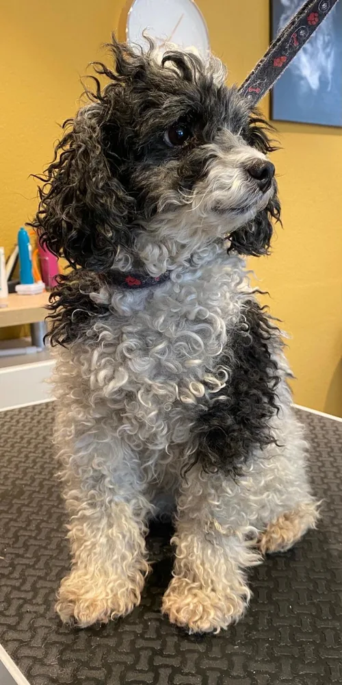 Pudel vor der Schur im Hundesalon Fancy