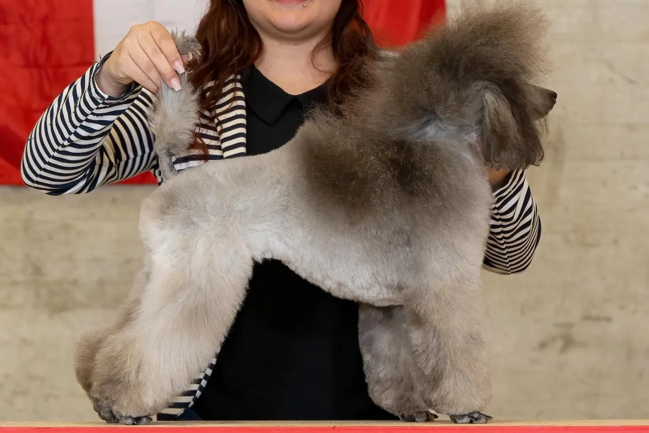 Sharon Bosshard präsentiert einen Pudel an der Schweizermeisterschaft 2023