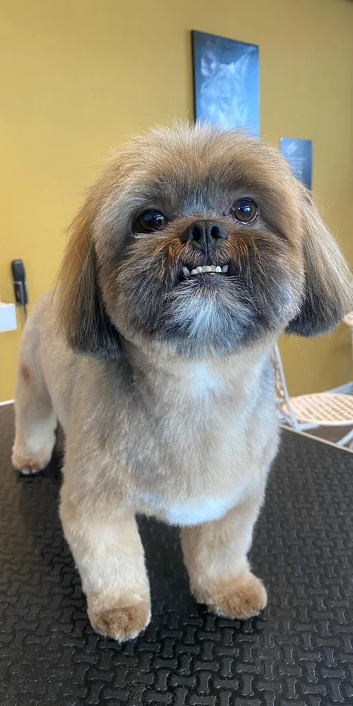 Shih Tzu nach der Pflege – sauber geschnitten
