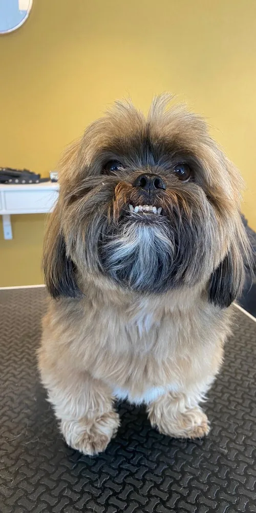 Shih Tzu mit langem Fell vor dem Coiffeur-Termin