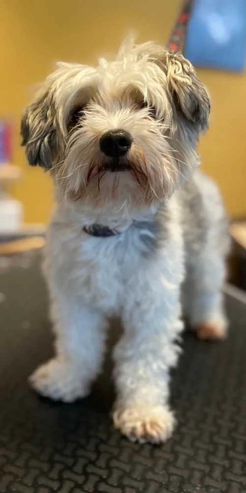 Terrier-Mischling mit struppigem Fell vorher